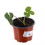 Strawberries Fenella 10.5cm Pot FruitAlternative Image1