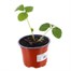 Strawberries Royal Soveriegn 10.5cm Pot FruitAlternative Image1