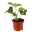 Strawberries Sonata 10.5cm Pot FruitAlternative Image1
