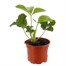 Strawberry Sonata 10.5cm Pot FruitAlternative Image1