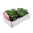 Strawberry Temptation 6 Pack Boxed Fruit & VegetablesAlternative Image2