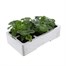 Strawberry Temptation 6 Pack Boxed Fruit & VegetablesAlternative Image3