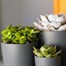 Succulents Mixed HouseplantAlternative Image1