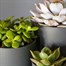 Succulents Mixed HouseplantAlternative Image3