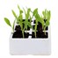 Sweet Corn Earlybird 6 Pack Boxed Bedding Vegetable Alternative Image