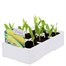 Sweet Corn Earlybird 6 Pack Boxed Bedding Vegetable Alternative Image