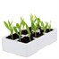 Sweet Corn Earlybird 6 Pack Boxed Bedding Vegetable Alternative Image
