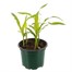 Sweet Corn F1 Early Bird 10.5cm Pot VegetablesAlternative Image1