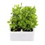 Sweet Pea Spencer Waved Mix 6 Pack Boxed BeddingAlternative Image2