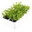Sweet Pea Spencer Waved Mix 6 Pack Boxed BeddingAlternative Image4