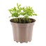 Sweet Pea Spencer Wave Mixed 2L Pot BeddingAlternative Image1