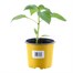 Sweet Pepper Tequila 10.5cm Pot VegetableAlternative Image1
