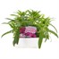 Sweet William Indian Carpet 6 Pack Boxed Bedding  Alternative Image