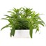 Sweet William Indian Carpet 6 Pack Boxed Bedding  Alternative Image