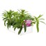 Sweet William Indian Carpet 6 Pack Boxed Bedding  Alternative Image