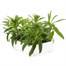 Sweet William Indian Carpet 6 Pack Boxed Bedding  Alternative Image