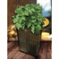 Taylors Bulbs Outdoor Potato Growing Bag (POTBAG) Alternative Image