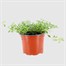 Thyme Golden 10.5cm Pot Bedding Alternative Image