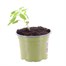 Tomato Cocktail Crush 10.5cm Pot VegetableAlternative Image1