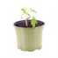 Tomato Golden Sunrise 10.5cm Pot VegetableAlternative Image1