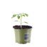 Tomato Santa Victoria 10.5cm Pot VegetableAlternative Image1