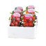 Tomato 'Six of The Best' 6 Pack Boxed Bedding Alternative Image