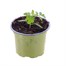 Tomato Sun Peach 10.5cm Pot VegetableAlternative Image1