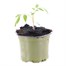 Tomato Toddler 10.5cm Pot VegetableAlternative Image1