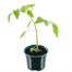 Tomato Nectar 10.5cm Pot Bedding VegetablesAlternative Image1