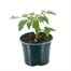 Tomato Summerlast 10.5cm Pot Bedding VegetablesAlternative Image1