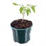 Tomato Supersweet 100 10.5cm Pot VegetablesAlternative Image1