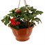 Trailing Begonia Assorted Mixed Bedding Hanging BasketAlternative Image1