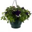 Trailing Petunia Mixed 25cm Hanging Pot BeddingAlternative Image1