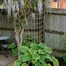 Treadstone Rope Trellis Natural Plant Climbing Support 1.5x1.8m (LIF21134)Alternative Image4