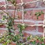 Treadstone Rope Trellis Natural Plant Climbing Support 1.2x1.8m (LIF21133)Alternative Image8