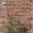 Treadstone Rope Trellis Natural Plant Climbing Support 1.5x1.8m (LIF21134)Alternative Image9