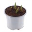 Tulip Ballade 10.5cm Pot Bedding Bulbs Alternative Image