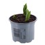 Tulip Quebec 10.5cm Pot Bedding Bulbs Alternative Image