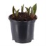 Tulip Red Riding Hood 13cm Pot Bedding Bulbs Alternative Image