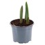Tulip The First 10.5cm Pot Bedding Bulbs Alternative Image