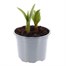 Tulip Toronto 10.5cm Pot Bedding Bulbs Alternative Image