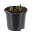 Tulip Toronto 13cm Pot Bedding Bulbs Alternative Image