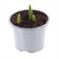 Tulip Apricot Beauty Spring Bulbs 10.5cm Potted Bulbs BeddingAlternative Image1