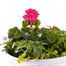 Tulumn Seasonal Bedding Planted Container 12 Inches - Summer Alternative Image