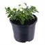 Verbena Blue - Rose - White Trio Mixed 13cm Pot BeddingAlternative Image1