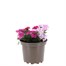 Verbena Mixed Trio 2L Pot BeddingAlternative Image1