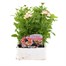 Verbena Peaches & Cream 6 Pack Boxed BeddingAlternative Image1