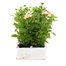 Verbena Peaches & Cream 6 Pack Boxed BeddingAlternative Image2
