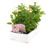 Verbena Peaches & Cream 6 Pack Boxed BeddingAlternative Image3