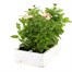 Verbena Peaches & Cream 6 Pack Boxed BeddingAlternative Image4
